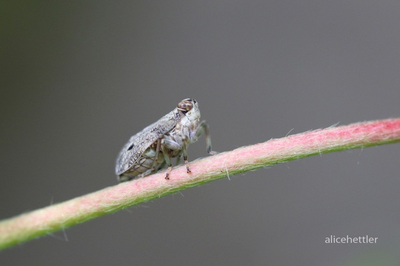 Echte Käferzikade (Issus coleoptratus)